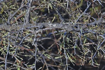 Strombocarpa torquata, photographed by Hugo Hulsberg