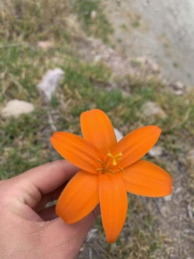 Pyrolirion tubiflorum, photographed by Line Juul Nielsen
