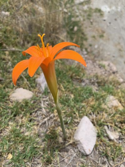 Pyrolirion tubiflorum, photographed by Line Juul Nielsen