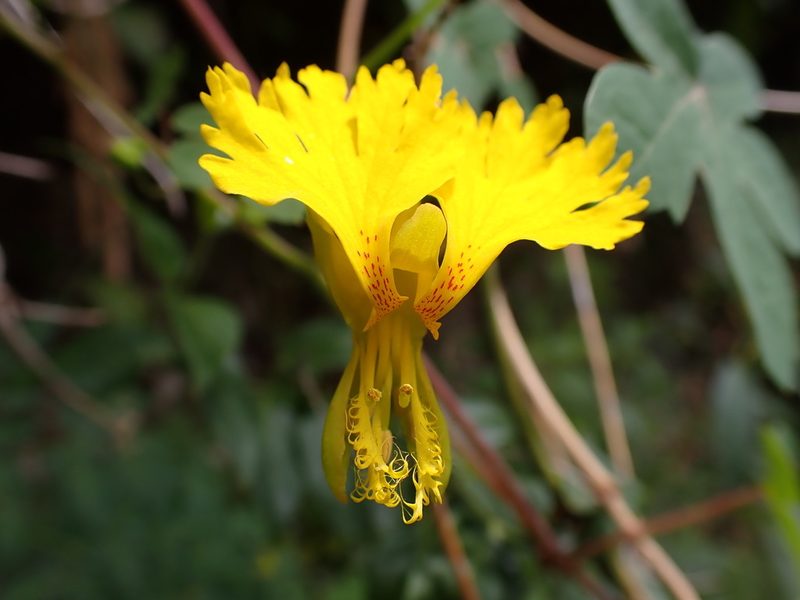 Tropaeolum peregrinum, photographed by Skjold Søndergaard