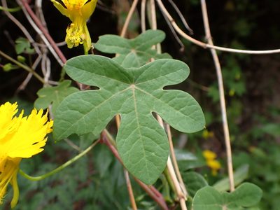 Tropaeolum peregrinum, photographed by Skjold Søndergaard