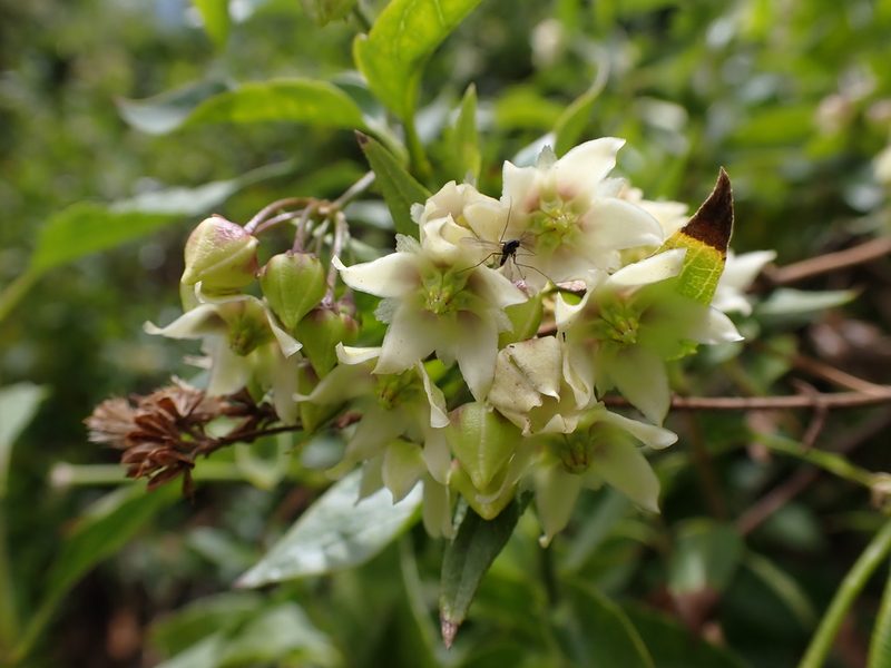 Jobinia tarmensis, photographed by Skjold Søndergaard