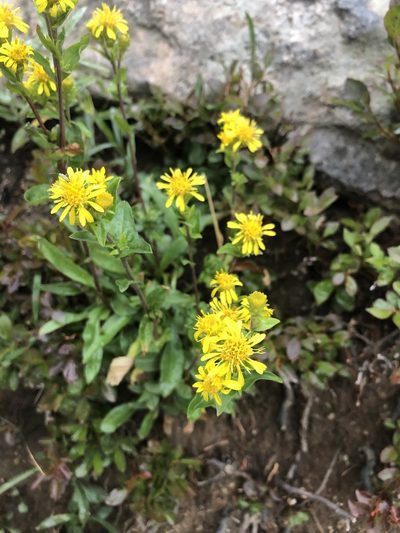 Oreochrysum parryi, photographed by Austin Smith