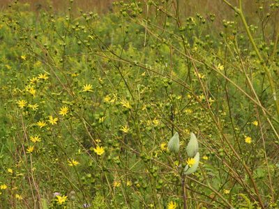 Silphium terebinthinaceum, photographed by Yann Kemper
