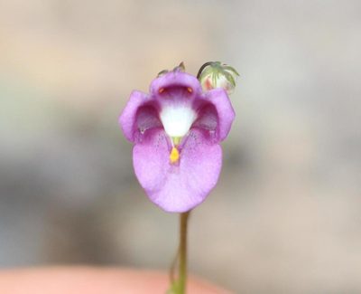 Diascia parviflora, photographed by Brian du Preez