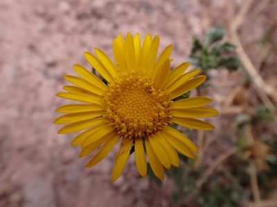 Grindelia boliviana, photographed by Skjold Søndergaard