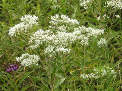 Eupatorium altissimum, photographed by Yann Kemper