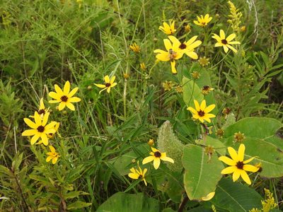 Coreopsis tripteris, photographed by Yann Kemper