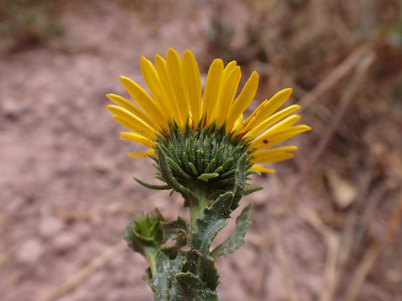 Grindelia boliviana, photographed by Skjold Søndergaard