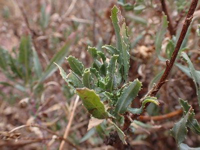Grindelia boliviana, photographed by Skjold Søndergaard