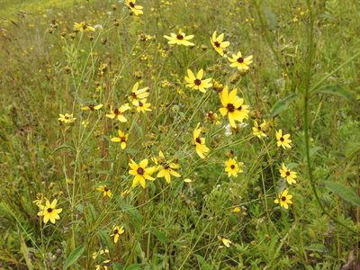 Coreopsis tripteris, photographed by Yann Kemper