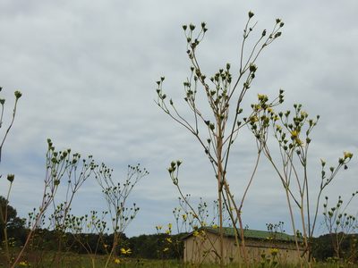 Silphium terebinthinaceum, photographed by Yann Kemper