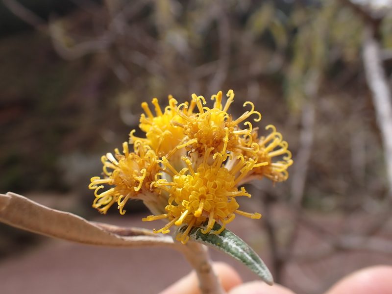 Gynoxys longifolia, photographed by Skjold Søndergaard