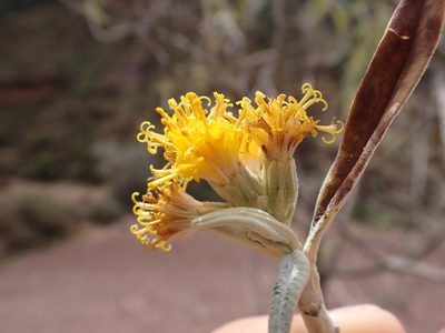 Gynoxys longifolia, photographed by Skjold Søndergaard