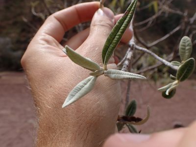 Gynoxys longifolia, photographed by Skjold Søndergaard
