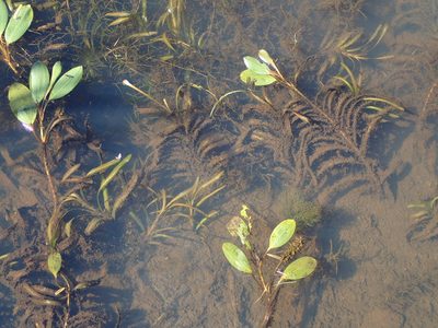 Potamogeton epihydrus, photographed by Allan Harris