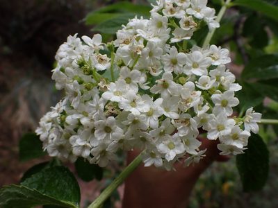 Sambucus peruviana, photographed by Skjold Søndergaard