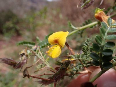 Adesmia miraflorensis, photographed by Skjold Søndergaard