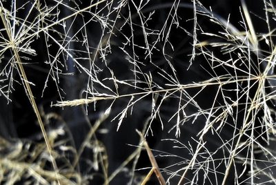 Sporobolus pyramidatus, photographed by Hugo Hulsberg
