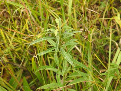 Coreopsis tripteris, photographed by Yann Kemper
