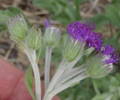 Hilliardiella sutherlandii, photographed by Nicola van Berkel