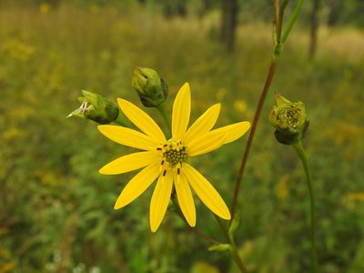 Silphium terebinthinaceum, photographed by Yann Kemper