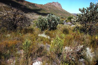 Phylica trachyphylla, photographed by Tony Rebelo