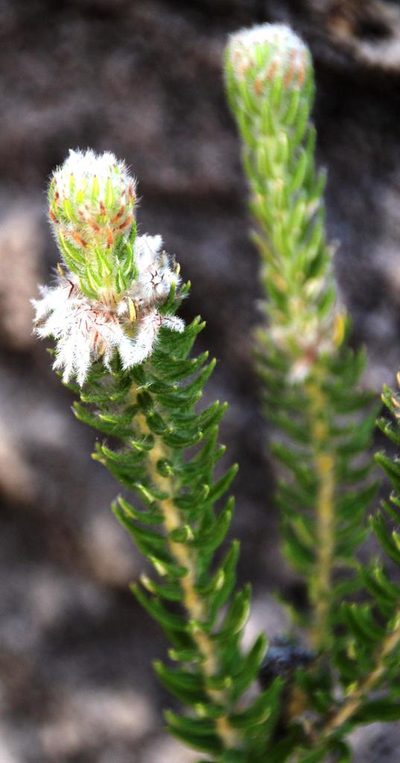Phylica trachyphylla, photographed by Tony Rebelo