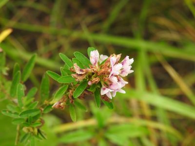 Lespedeza virginica, photographed by Yann Kemper