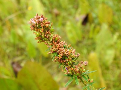 Lespedeza virginica, photographed by Yann Kemper