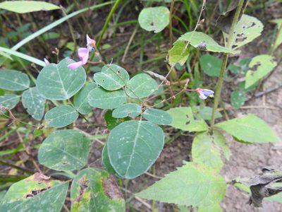 Desmodium perplexum, photographed by Yann Kemper