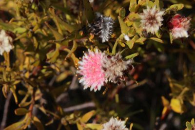Diastella parilis, photographed by Tony Rebelo