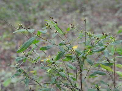 Hypericum prolificum, photographed by Yann Kemper