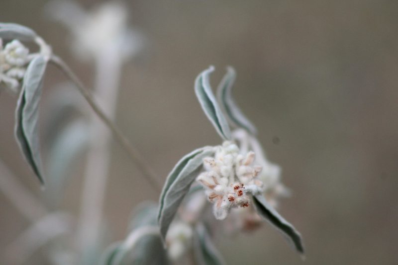 Croton capitatus, photographed by Clay