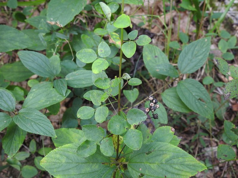 Desmodium marilandicum, photographed by Yann Kemper