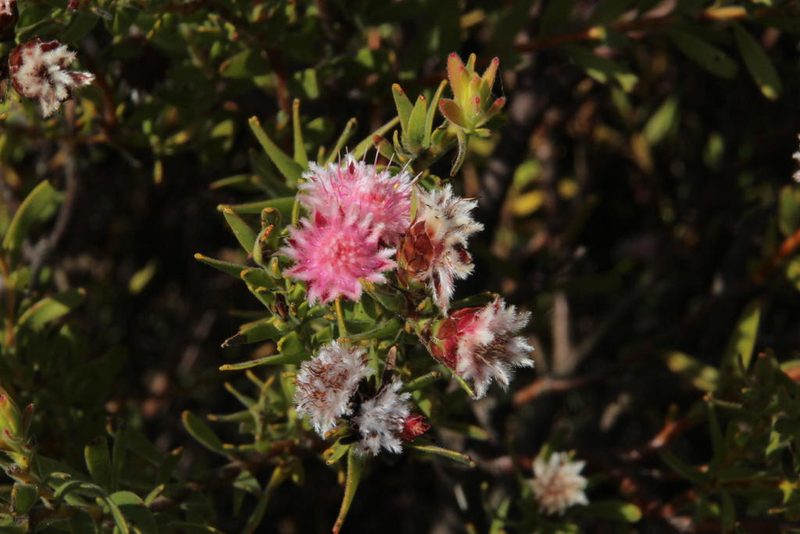 Diastella parilis, photographed by Tony Rebelo