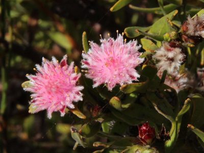 Diastella parilis, photographed by Tony Rebelo