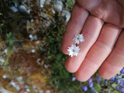 Heliosperma alpestre, photographed by Daniel Linzbauer