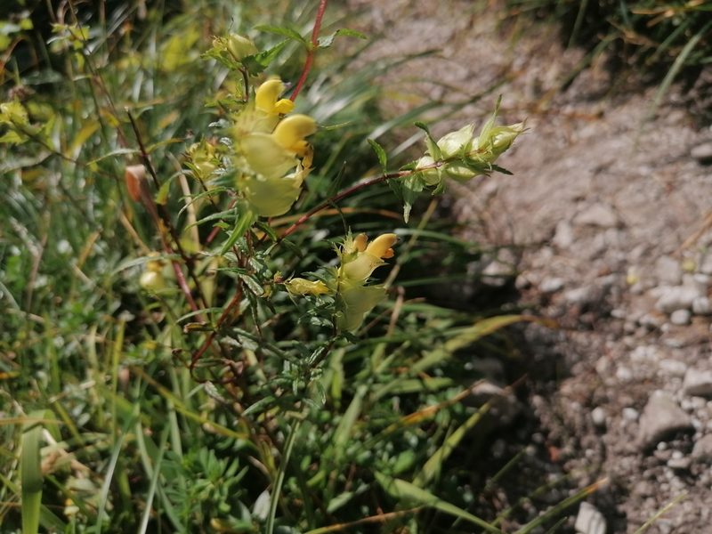 Rhinanthus glacialis, photographed by Daniel Linzbauer