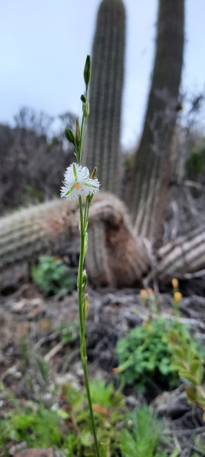Trichopetalum plumosum, photographed by Orlando Fuenzalida