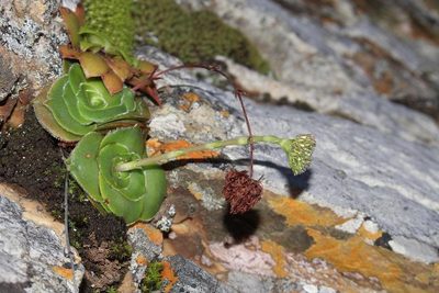 Crassula cremnophila, photographed by Brian du Preez