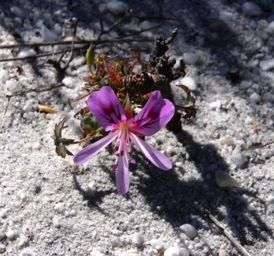 Pelargonium grandiflorum, photographed by Tony Rebelo