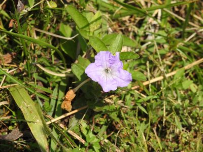 Ruellia humilis, photographed by Yann Kemper