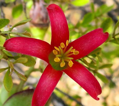 Cotyledon woodii, photographed by Di Turner