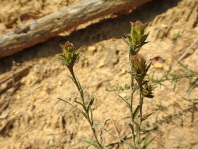 Liatris squarrosa, photographed by Yann Kemper