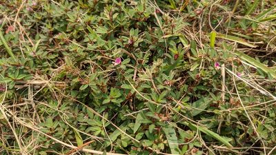 Kummerowia striata, photographed by Joseph Aubert