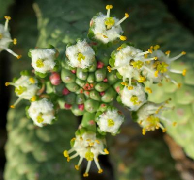 Euphorbia esculenta, photographed by Di Turner