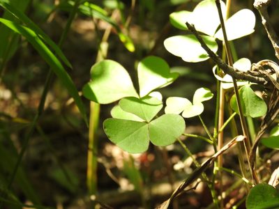 Oxalis grandis, photographed by Yann Kemper