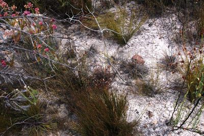 Crassula pustulata, photographed by Tony Rebelo