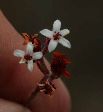 Crassula pustulata, photographed by Tony Rebelo